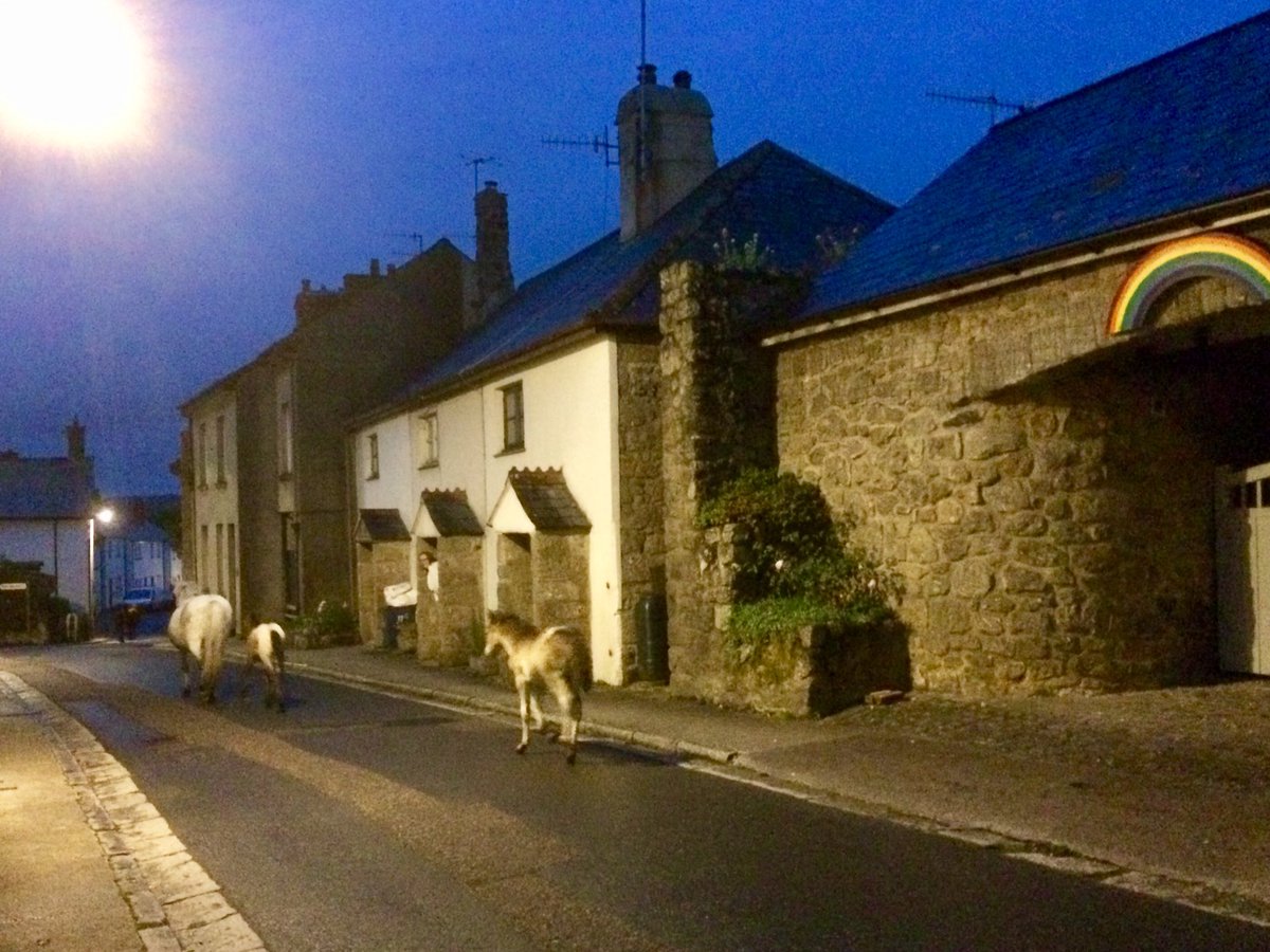 oldweirdbritain's tweet photo. Just one moment past, a dozen wild #Dartmoor ponies trot-trotted past my house.
Like a #faerie troop.
#Magical. https://t.co/cbsbZkLjoW