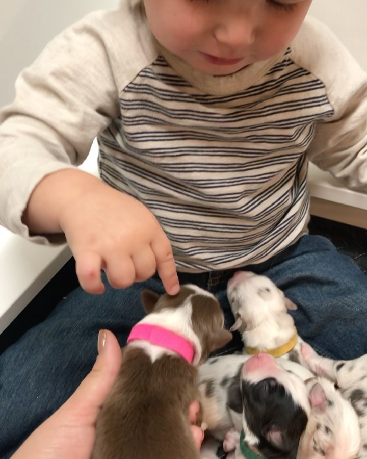 zooosalud's tweet photo. ¡Gracias a estos bebés, Dawson comenzó a aprender sus colores!🐾🐶🐾.
.
.
.
.
🎥: @greenvalleyaussies 
.
.
.
.
#zooosalud #veterinario #adopta #mascotafeliz #mascota #cariño #amorperruno #veterinario #petlover #perrito #cachorro #Veterinario #animallovers #2020 https://t.co/d7wU6uDGW3