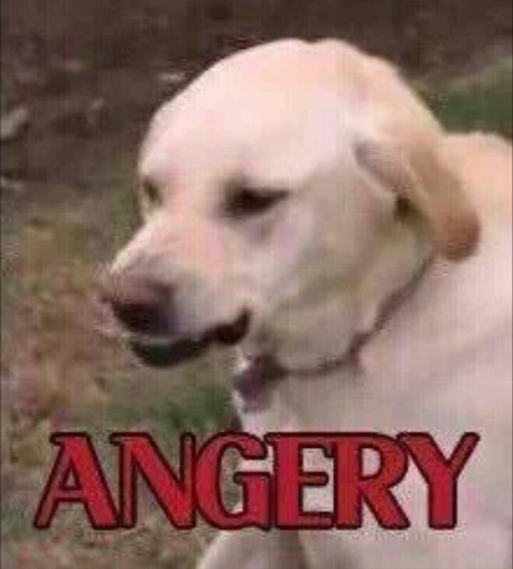 holy_schnitt's tweet photo. our moods rn seem to be https://t.co/GVlsBriIcE