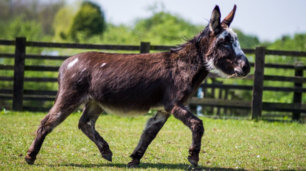 God følelse Nødvendig Ambitiøs The Donkey Sanctuary on Twitter: "Tiny Tim is the Harry Houdini of the  donkey world - he can remove his rug without even undoing the straps! ❤️  Adopt this fun-loving lad for