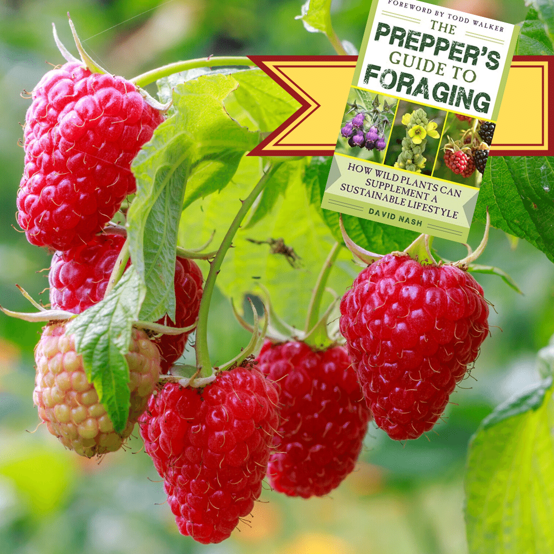 MotherEarthNews's tweet photo. Twenty-five easily identified plants common to the United States are described and illustrated with notations for their common usage. https://t.co/URFzJMWiDL
#foragedfood #foraging #forager #forageandharvest #foraged #prepper #preppers #preppersguidetoforaging #foragingguide https://t.co/hmE1b7DzBP