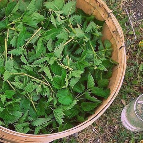 NightlyNettle's tweet photo. "These gentle herbs assist the body with cleaning out metabolic waste. They are also full of vitamins (B1, B2, C &amp; K), amino acids, minerals and chlorophyll, and are rich in natural antihistamines and high in iron."
.
https://t.co/qiJ3YLMuNX https://t.co/XqYYS458dV