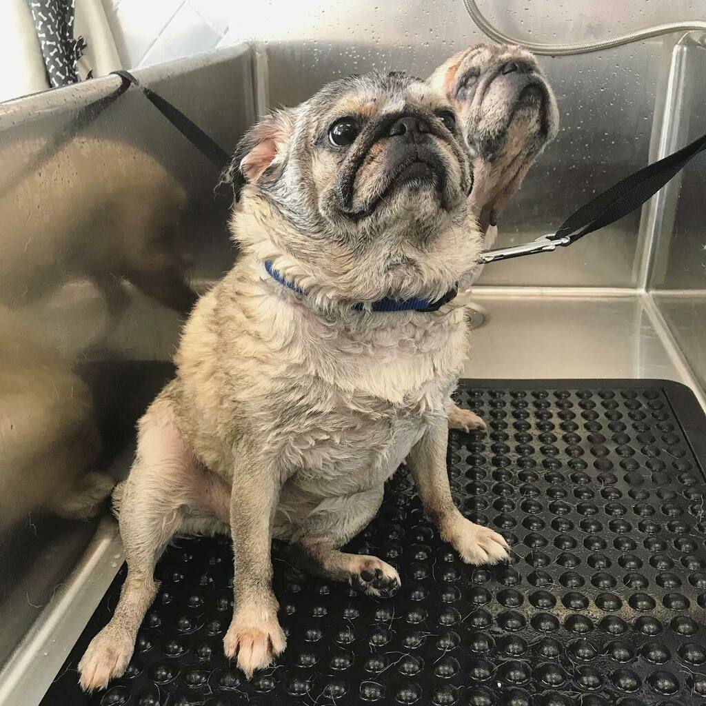 topdogwash_SD's tweet photo. Beat the heat, puggie style. #pugs #puggiesinthetub #dirtymuttsdrivemenuts #dogsofadamsave #topdogwashandgroom #puppiesinthetub https://t.co/nBXjT529tG