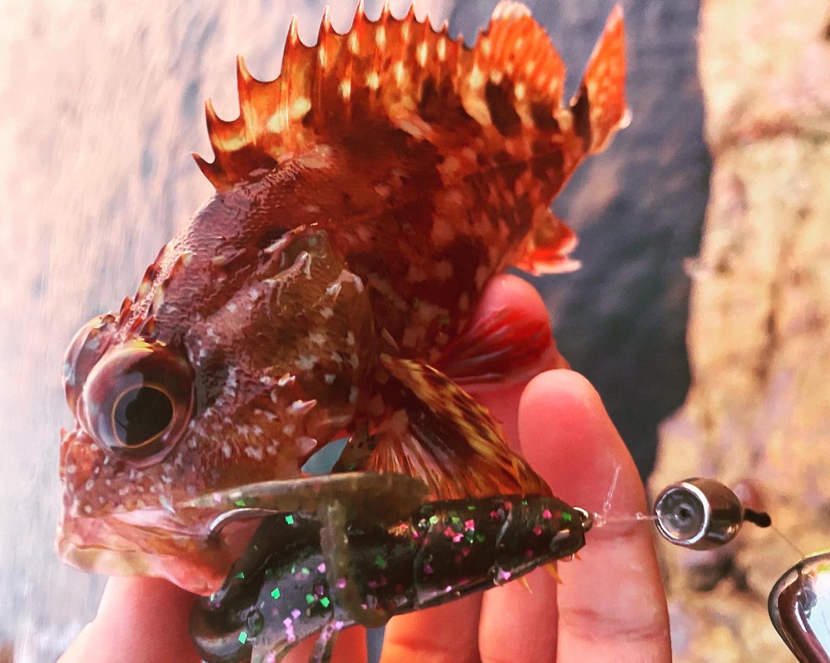 ヲカダ 兵庫 日本海へ今季初ロックフィッシュゲーム キジハタのアベレージサイズも良く その他も好活性な感じで 1回戦目もいいスタート 釣り ルアーフィッシング ロックフィッシュ ハードロック キジハタ オコゼ カサゴ Hrf ジリオンsv