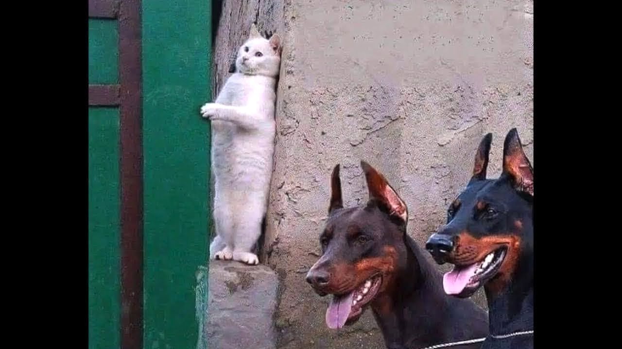 思わずに笑っちゃう犬と猫の喧嘩 Twitter Search Twitter