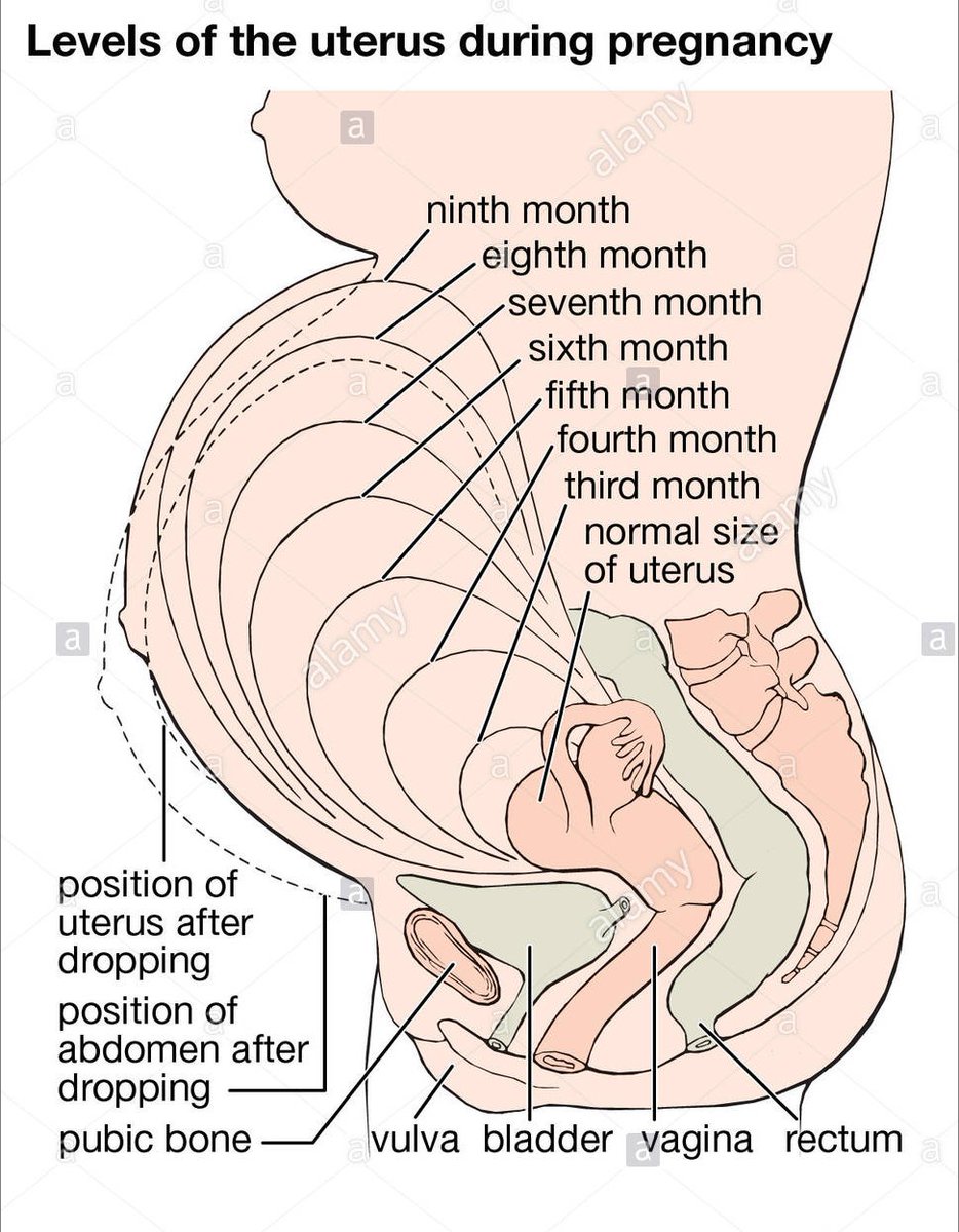 At the time of delivery the uterus of a #pregnant woman gets around 27 time...
