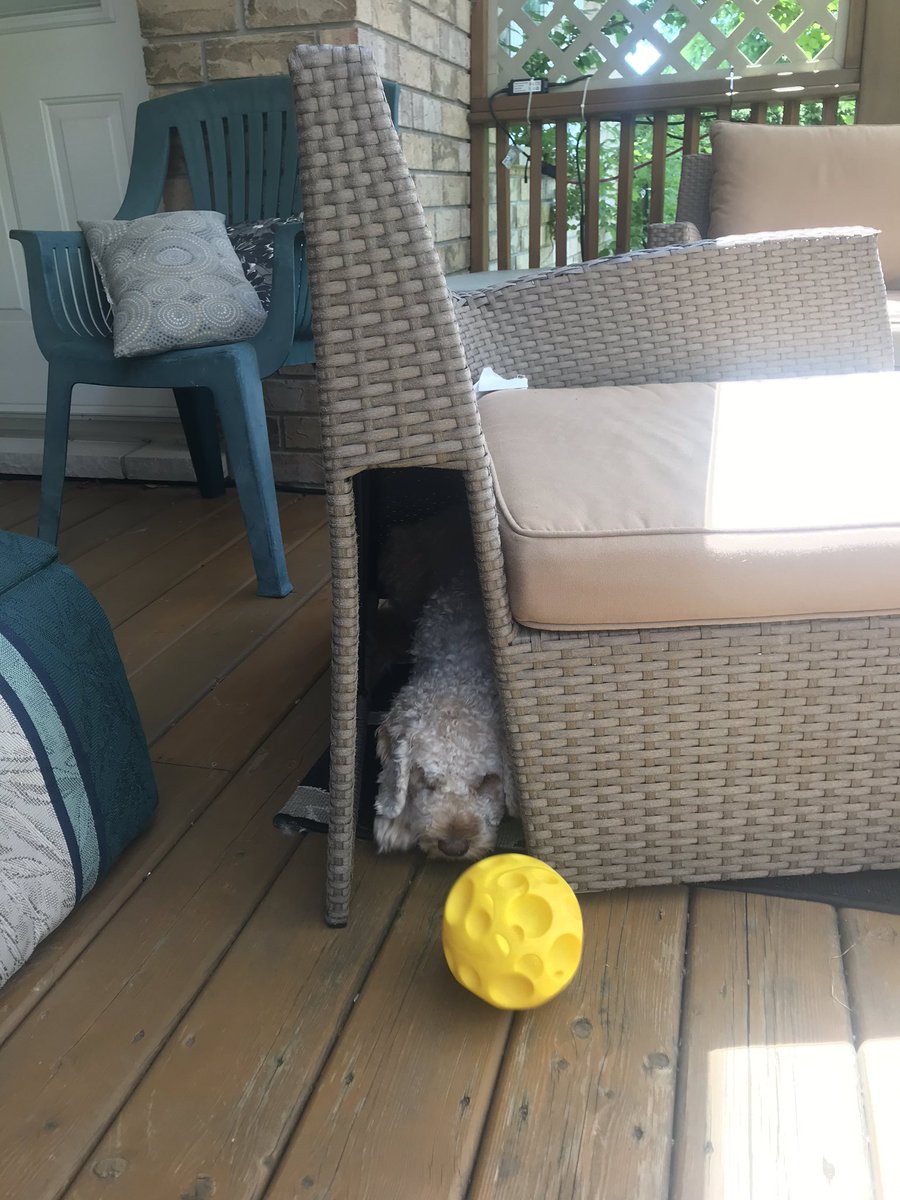 Murphy29547703's tweet photo. Shhh...pals, please don’t tell anyone about my hidey-hole. Ok? https://t.co/gebH3qNoi0