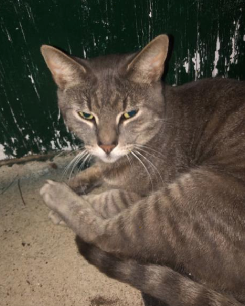 phillypaws's tweet photo. Meet Alex the Great!

This doting boy came to PAWS from a colony his foster parent cares for with an injured foot. Now he's all better and ready for his forever home 💗🏡

Alex loves playing and cuddling and does well with dogs, cats and kids!

Learn more: https://t.co/QmMaRudA4X https://t.co/sSWg7K6LrH