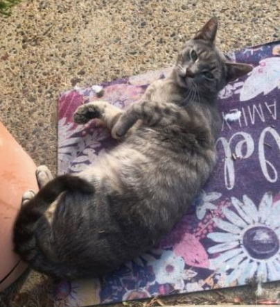phillypaws's tweet photo. Meet Alex the Great!

This doting boy came to PAWS from a colony his foster parent cares for with an injured foot. Now he's all better and ready for his forever home 💗🏡

Alex loves playing and cuddling and does well with dogs, cats and kids!

Learn more: https://t.co/QmMaRudA4X https://t.co/sSWg7K6LrH
