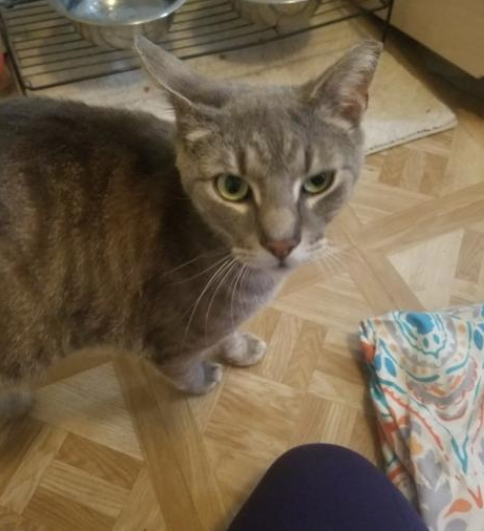 phillypaws's tweet photo. Meet Alex the Great!

This doting boy came to PAWS from a colony his foster parent cares for with an injured foot. Now he's all better and ready for his forever home 💗🏡

Alex loves playing and cuddling and does well with dogs, cats and kids!

Learn more: https://t.co/QmMaRudA4X https://t.co/sSWg7K6LrH