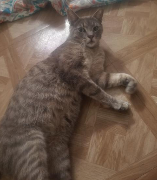 phillypaws's tweet photo. Meet Alex the Great!

This doting boy came to PAWS from a colony his foster parent cares for with an injured foot. Now he's all better and ready for his forever home 💗🏡

Alex loves playing and cuddling and does well with dogs, cats and kids!

Learn more: https://t.co/QmMaRudA4X https://t.co/sSWg7K6LrH