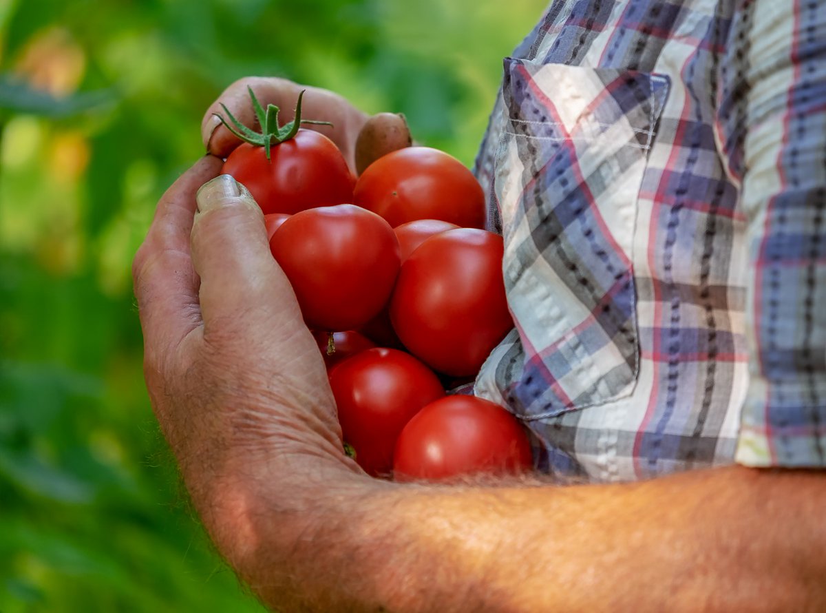 agrorganico_mx's tweet photo. Una dieta saludable comienza con alimentos inocuos. Los alimentos contaminados con bacterias, virus, pesticidas o residuos químicos pueden causar enfermedades graves y, en el peor de los casos, incluso la muerte.
.
.
.
#bacterias #alimentos #pesticidas #inocuidad #FAO https://t.co/bGmRhM4l8f