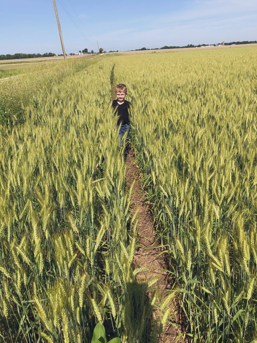 A plugged up row on the drill is a handy thing when you’re five! Good looking field of wheat near Vandalia, Missouri.