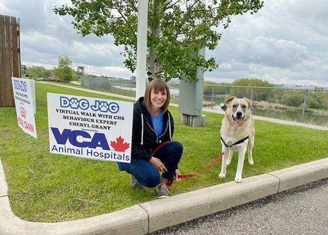 CalgaryHumane's tweet photo. Happy Dog Jog Day! Our event may look a little bit different this year but we're just as excited as ever for our first virtual Dog Jog! Are you joining us? Don't forget to share your pictures on the photo feed in the Dog Jog app throughout the day. ๐ #calgaryhumane https://t.co/FkbVS89ERL