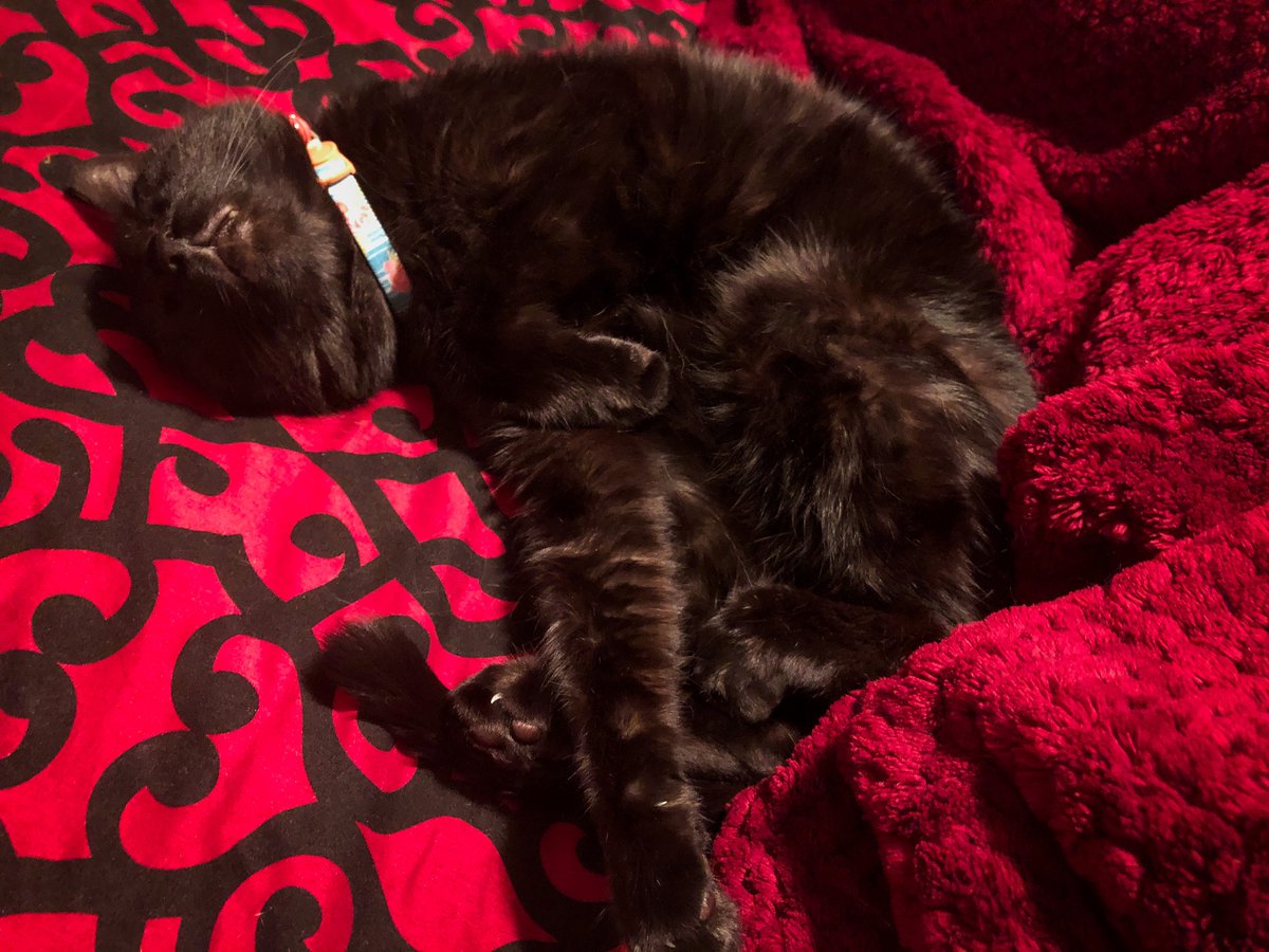 Images_by_Dayna's tweet photo. Our new adopted baby, Sammi, enjoying the weekend. #Caturday #SaturdayVibes https://t.co/SmdRkSc5fo