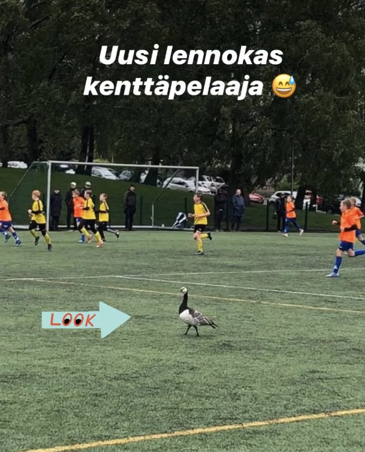 ppj08edustus's tweet photo. Valkoposkihanhi halusi tulla mukaan pelaamaan, mutta pojat olivat eri mieltä 😉 Kiitos vierailusta Väiskillä @vjsp08 ja @08_mps ⚽️ https://t.co/8XYIw3KlZg