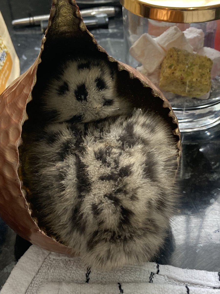bluehighlandsr1's tweet photo. #bluehighlands #owls #birdwatching #wildlife #birdconservation Hi do you want to play hide and seek?
Help me at https://t.co/NUQmNDLKu3 https://t.co/hMY4XwWqQf