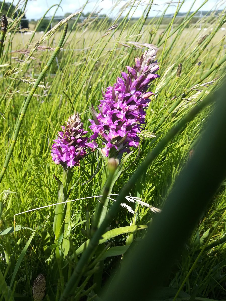 jo_cavanagh's tweet photo. #marshorchid on a very windy walk today
#orchids #wildflower #nature https://t.co/aWLdTHnadu