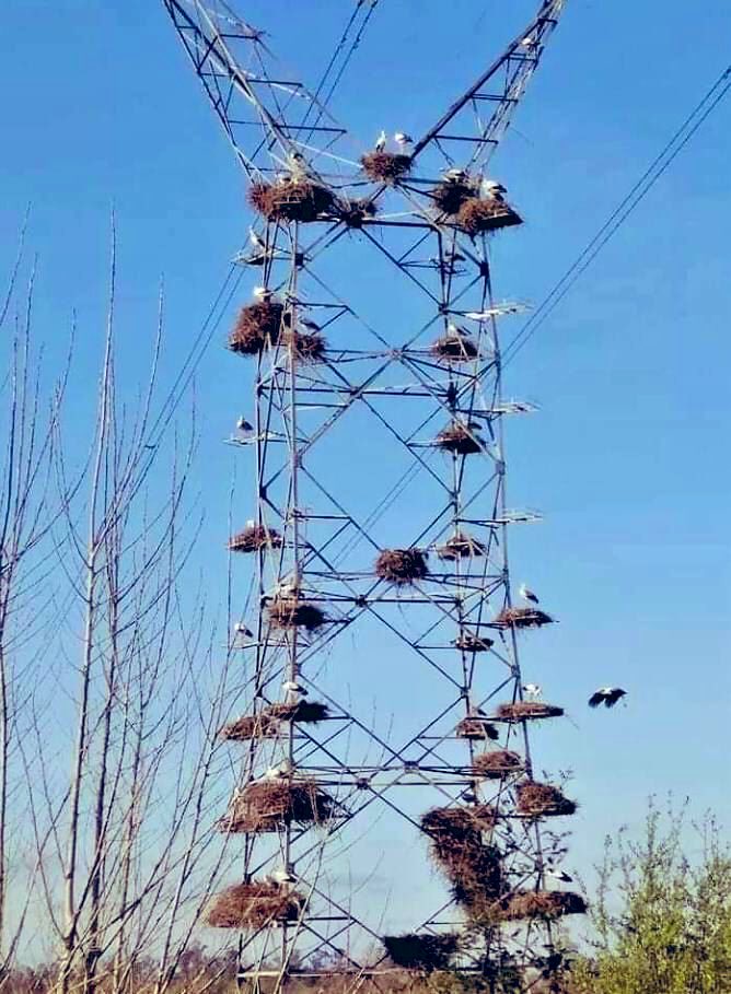 nardkronenberg's tweet image. #mylifeinpictures Day 6/7 no words. I nominate @WenmaekersP