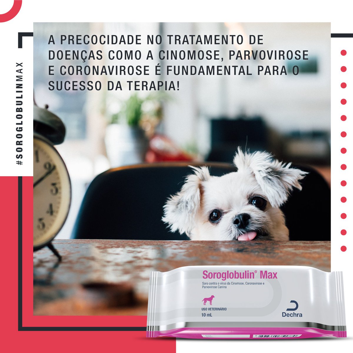 dechrabrasil's tweet photo. Soroglobulin Max atua na neutralização do vírus circulante logo após a aplicação! ✅
👉Acesse e saiba mais: https://t.co/cgazRXmkLa
#sorohiperimune #tratamento #cinomosetemcura #cinomose #cão #parvovirose #coronavirose #pet #veterinária #medvet https://t.co/I0hKgCzNgA