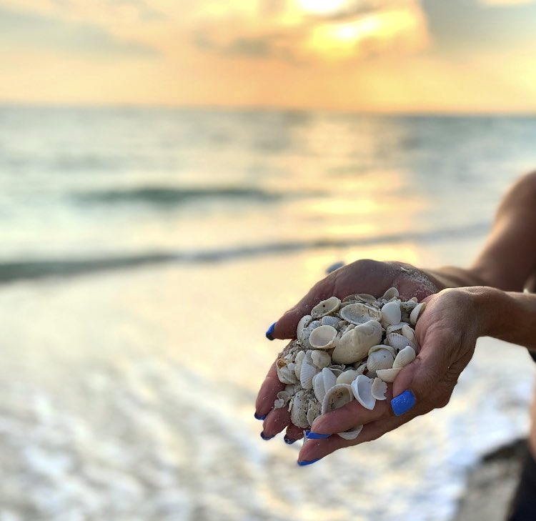 ChickScottsdale's tweet photo. Love the west coast of Florida. All of these beautiful seashells on the beaches. @dndgel COLOR 575 #florida #beachlife #floridaseashells #seashellsbytheseashore #seashells🐚 #travelcouple #arizonacouple #emptynesters #scottsdaletravelchick #opi #opinails #scottsdaletravelchick https://t.co/aoplFVrEIp