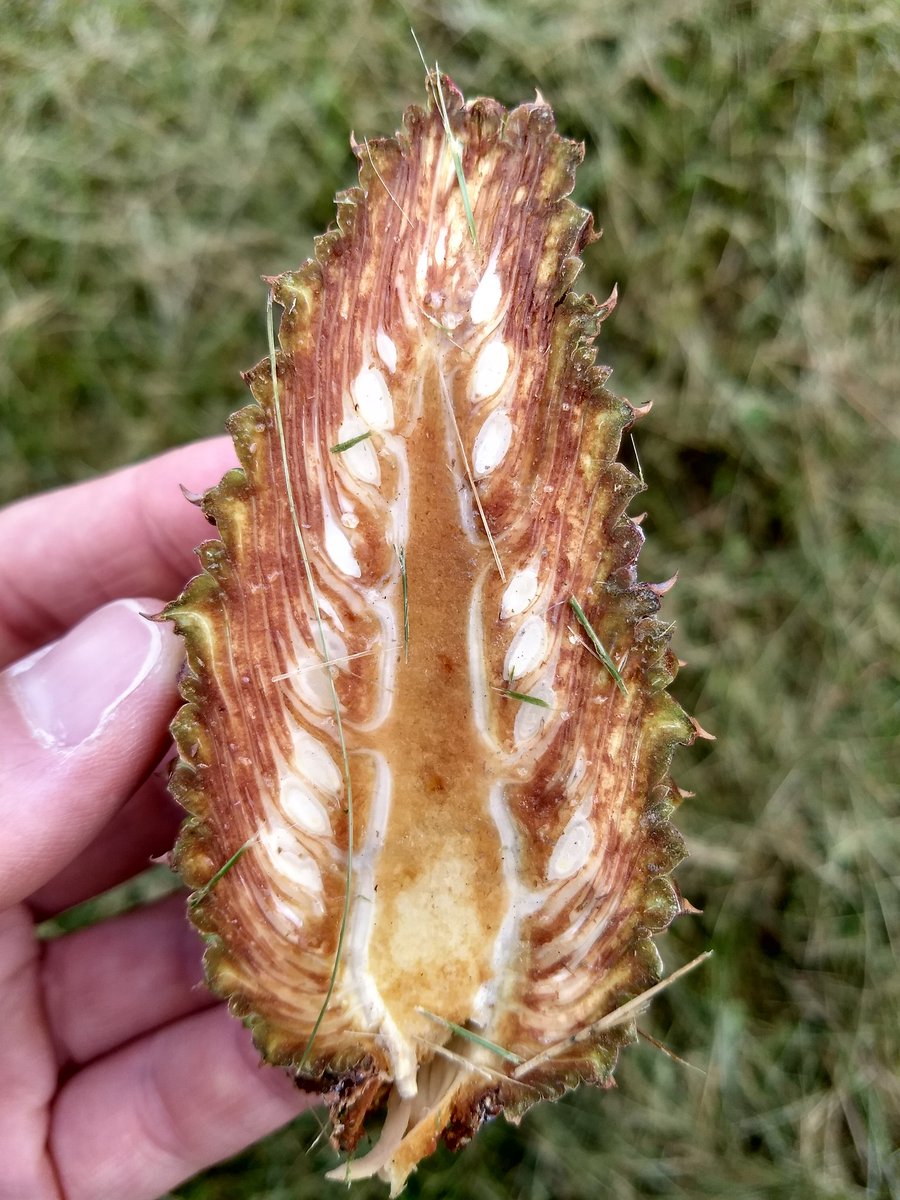 Had the opportunity to see my first cone cutter in action this week. It may be a pretty simple tool (old butcher knife screwed into a chopping block), but it would have been a huge help when I taught Plant Structure and Development! #PlantBiology #PinusPonderosa