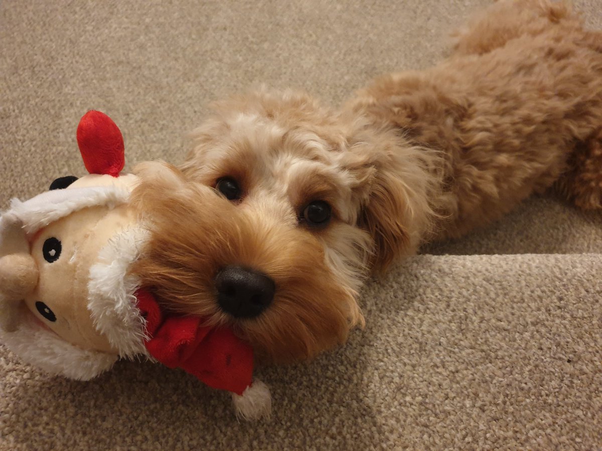 ozman98's tweet photo. @bouphe my doggo April https://t.co/w77lUH4lI8