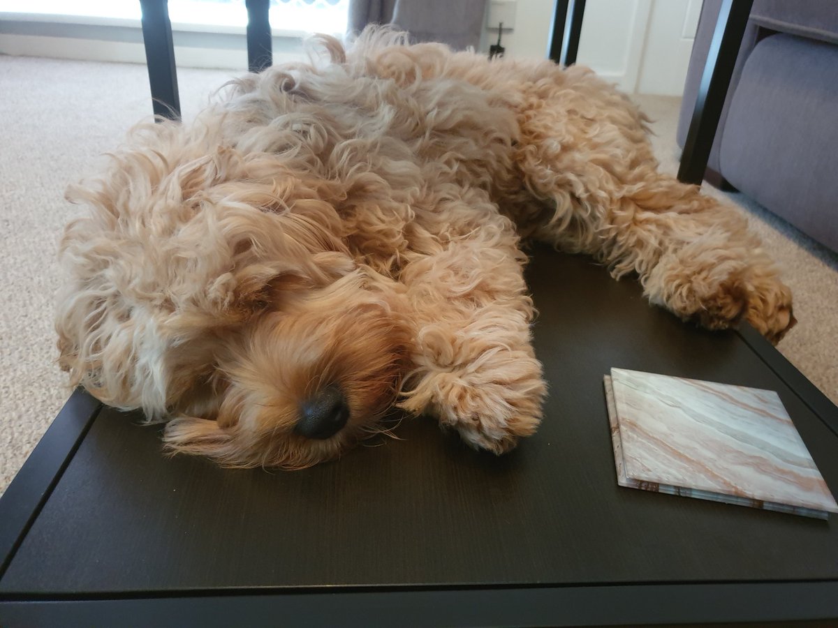 ozman98's tweet photo. @bouphe my doggo April https://t.co/w77lUH4lI8
