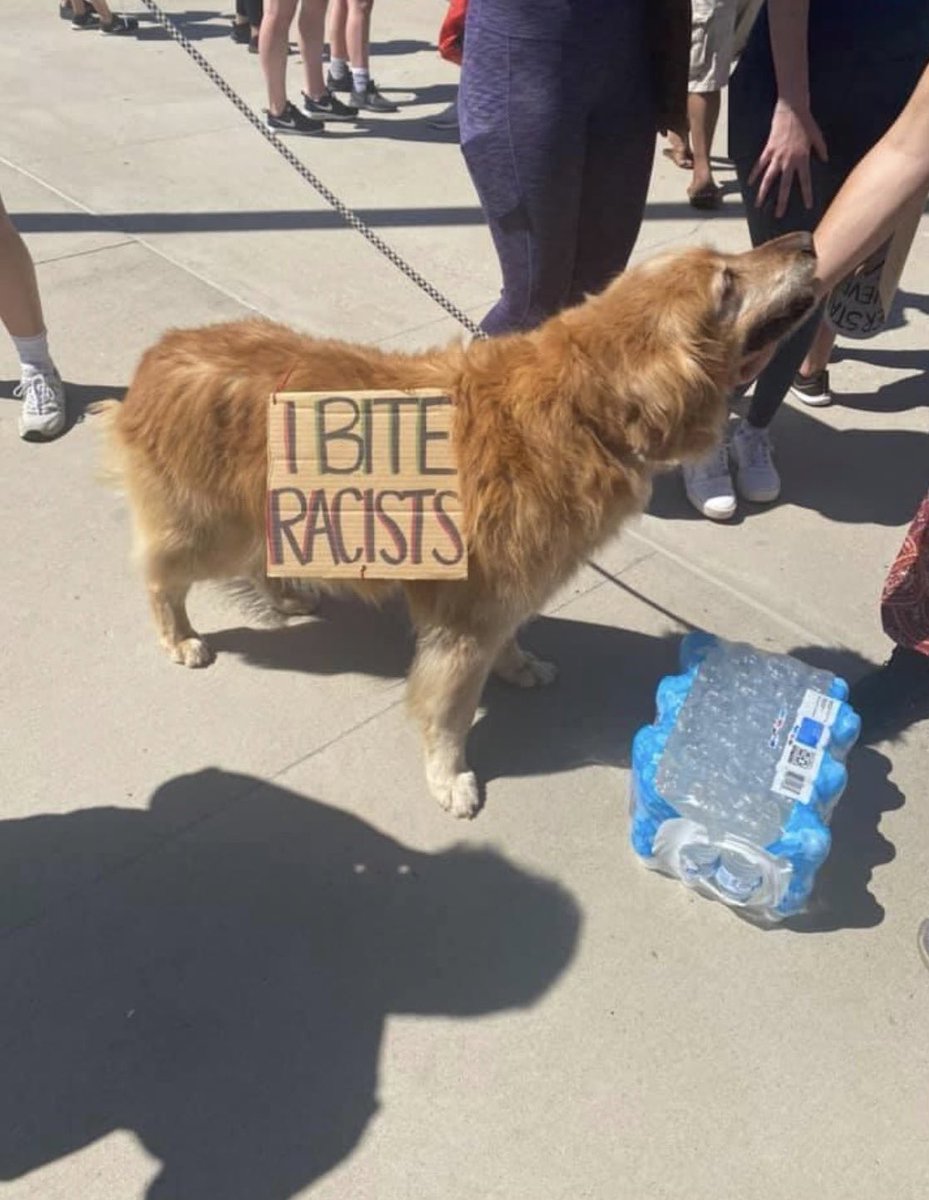 thread of very good dogs protesting for justice