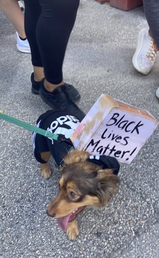 thread of very good dogs protesting for justice