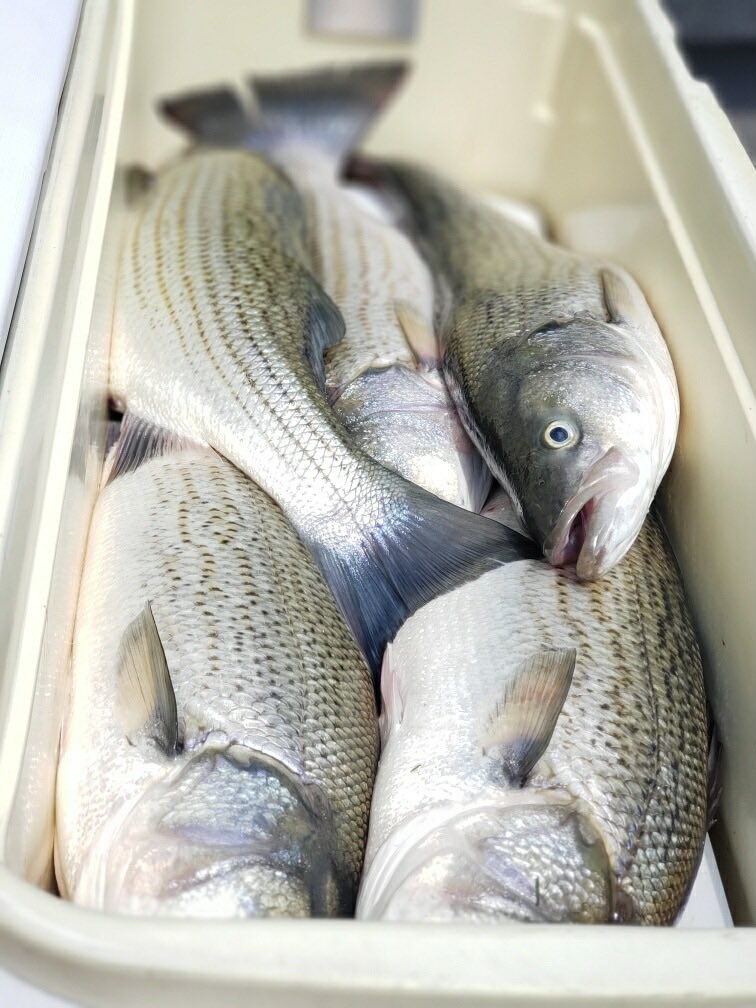 Shield Outdoors tweet media