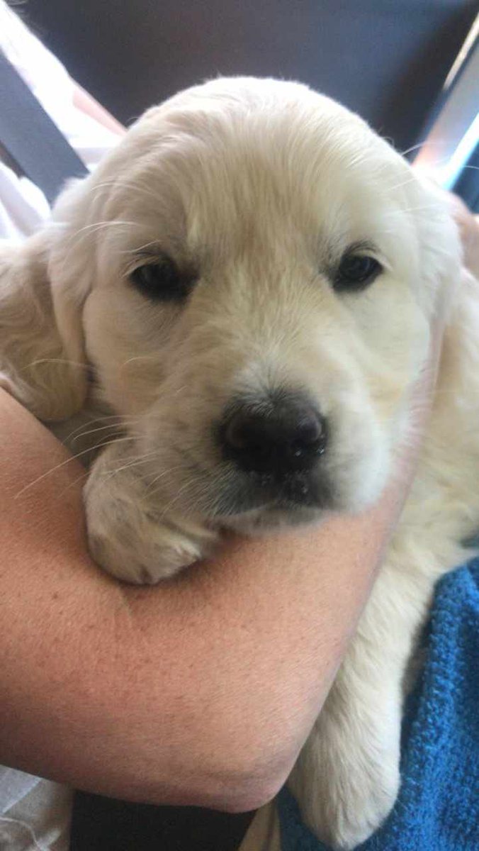 Shirleyfloofyt1 tweet picture