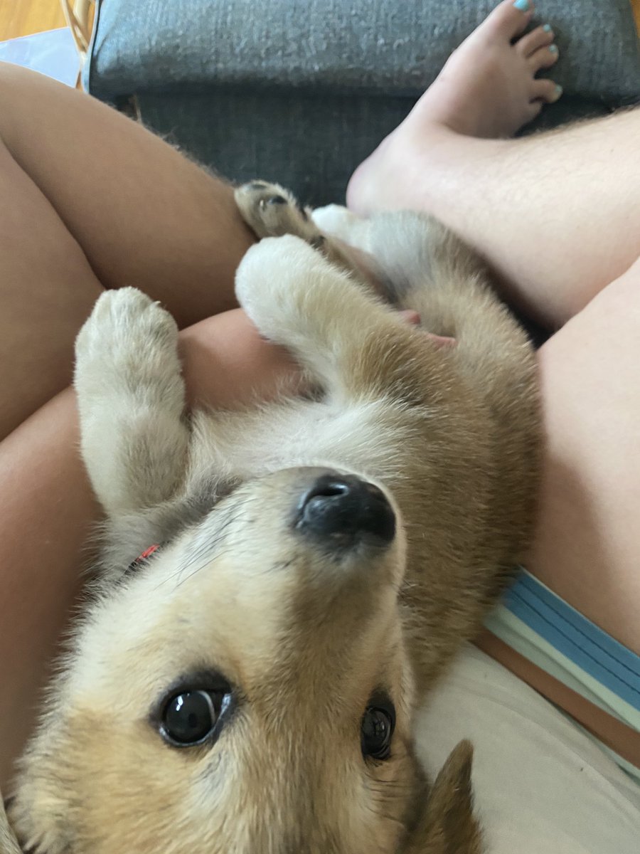 TransYogaTeach's tweet image. Is anyone at Malcolm x already? Thinking of stopping by with the pup for emotional support ❤️#dcprotests #dc #blmdc #blacklivesmatterdc