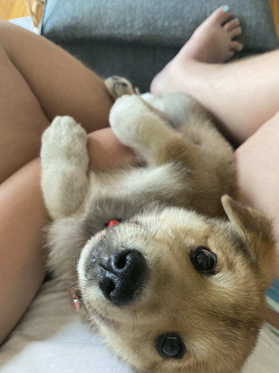 TransYogaTeach's tweet image. Is anyone at Malcolm x already? Thinking of stopping by with the pup for emotional support ❤️#dcprotests #dc #blmdc #blacklivesmatterdc