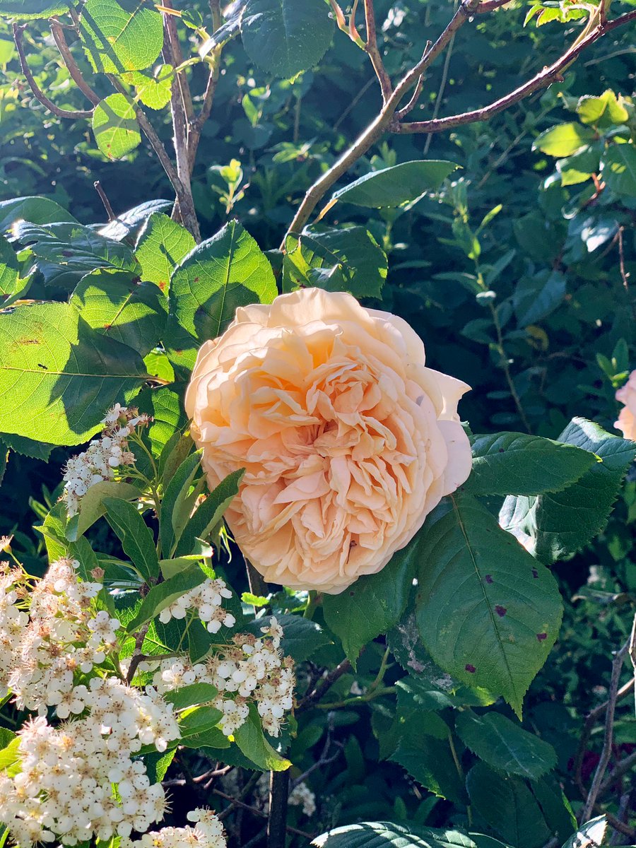 WoodspaWillow's tweet image. Day seventy four, in the garden of the #LittleCottageHouse . . . 

stop and smell the roses. 
 
#Lockdown