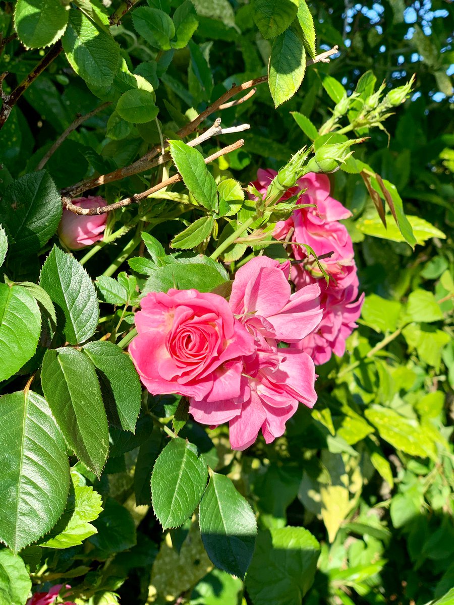 WoodspaWillow's tweet image. Day seventy four, in the garden of the #LittleCottageHouse . . . 

stop and smell the roses. 
 
#Lockdown