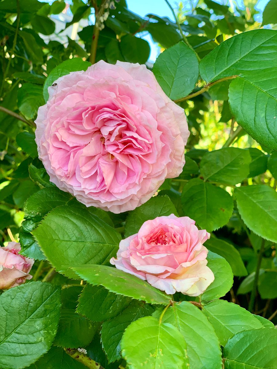 WoodspaWillow's tweet image. Day seventy four, in the garden of the #LittleCottageHouse . . . 

stop and smell the roses. 
 
#Lockdown