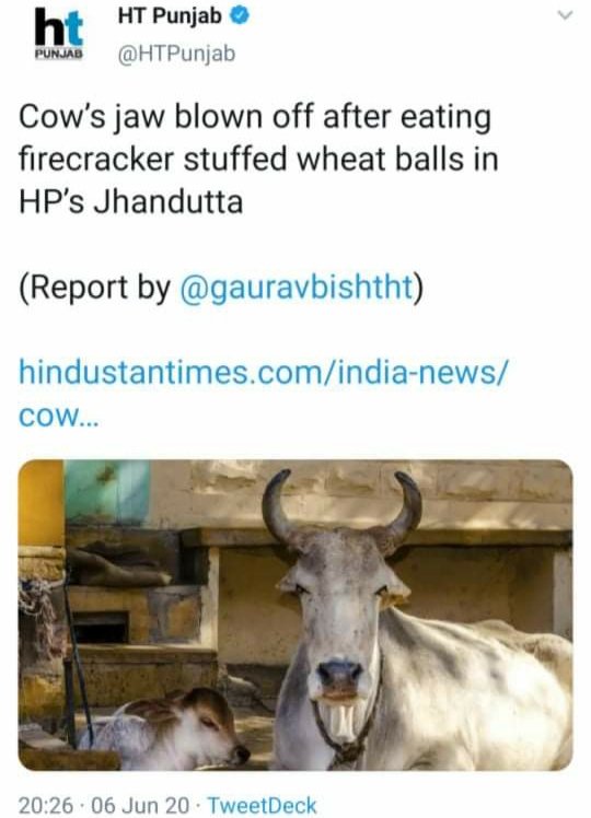 myopiclenses's tweet photo. No one to cry for a cow in BJP-ruled Himachal. No Kohli, no Tata, No canadian Kumar, No Maneka, No IT cell

Please spare some of the care you share for Kerala elephants

#JusticeforNandini https://t.co/yFdIiPtvxZ