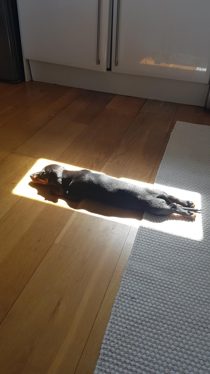 DogSolutions's tweet image. DOG FACTS: Dog may be charge by solar