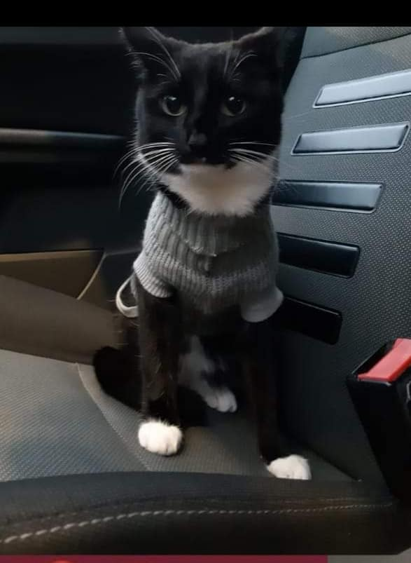 Moggies On the Run tweet media