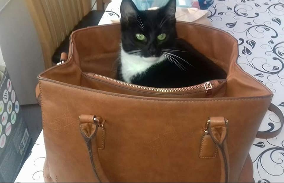 Moggies On the Run tweet media