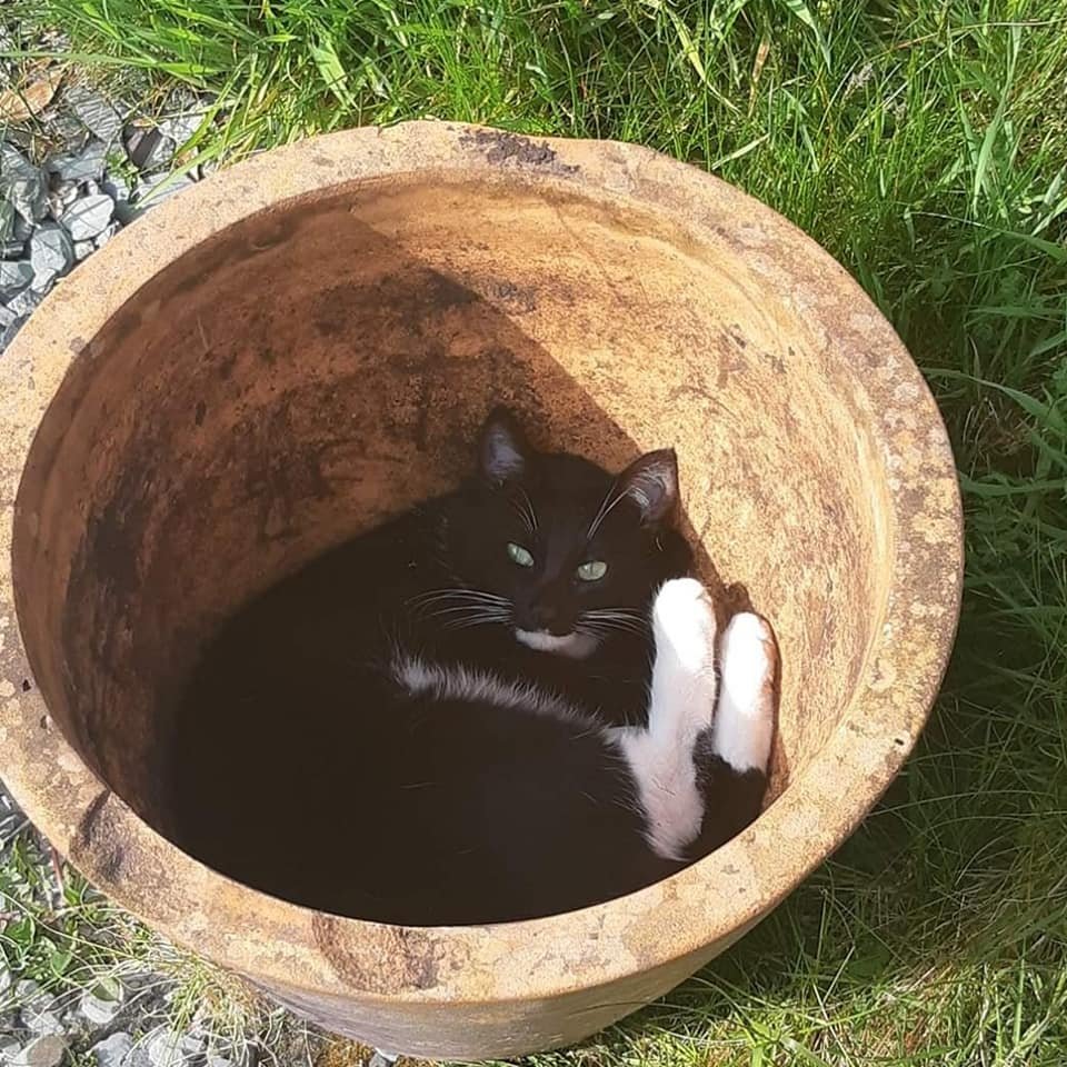 Moggies On the Run tweet media