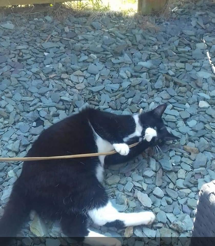 Moggies On the Run tweet media