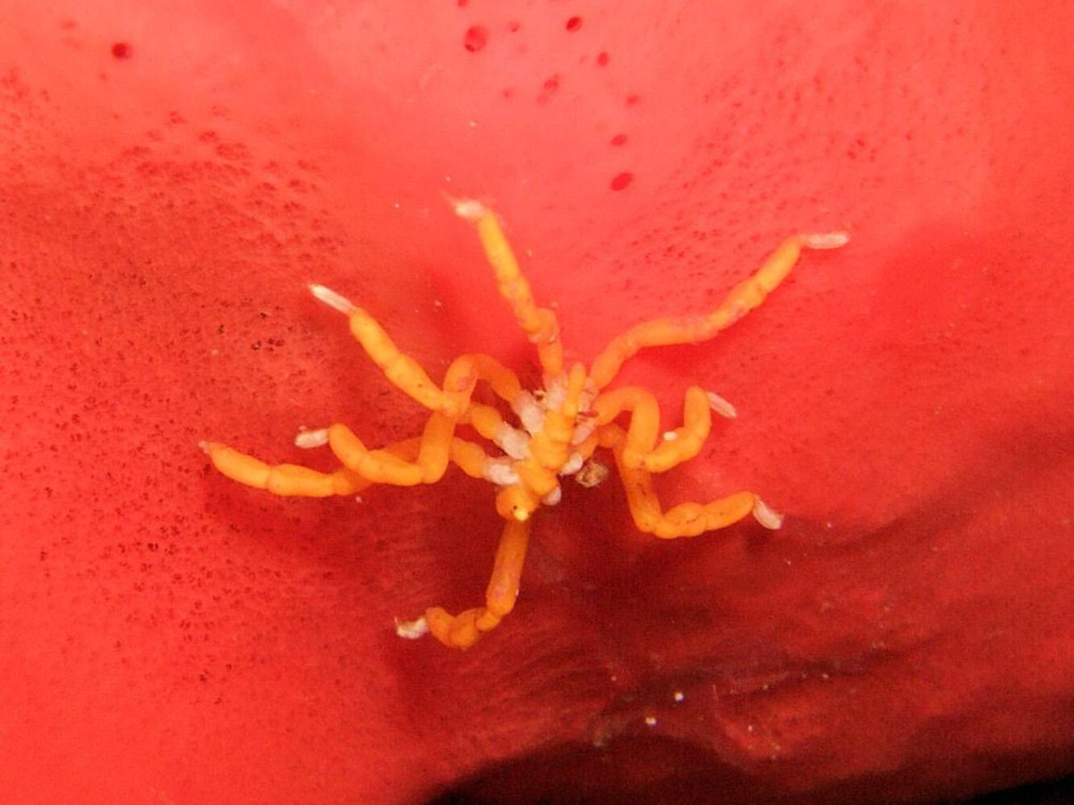 Queubus jamesanusA shallow water South African species with a legspan of about 1.2 centimetres.