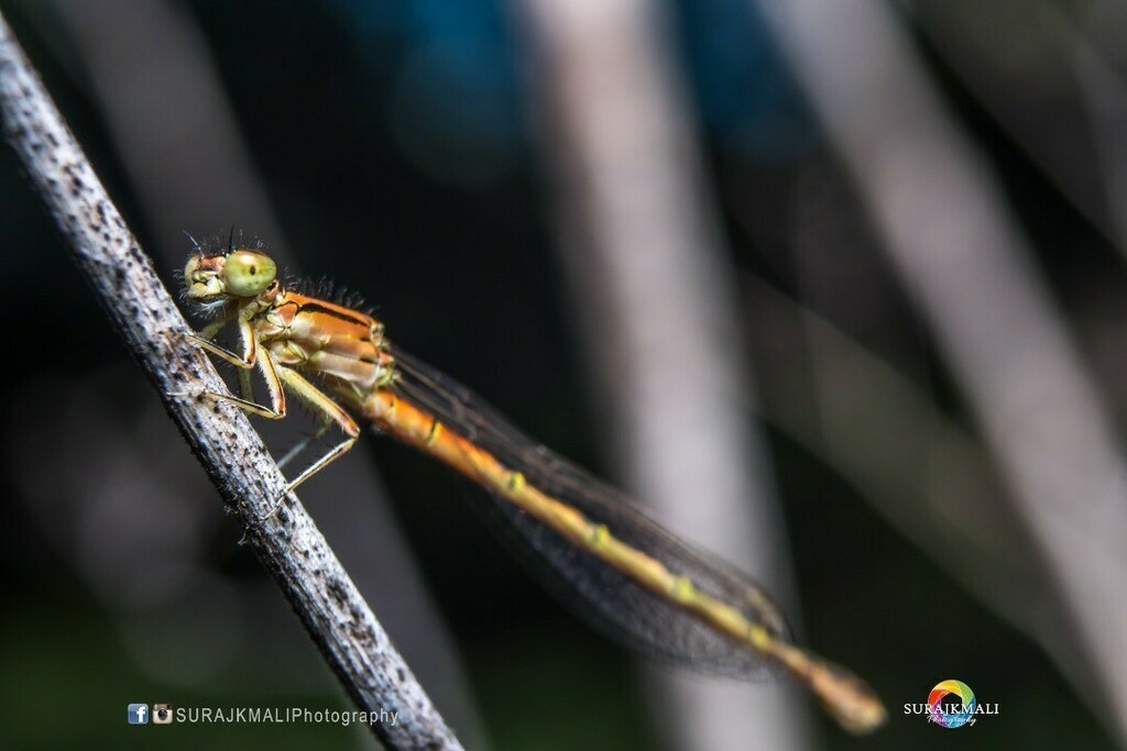 surajkmali's tweet photo. ~ Azure Bluet - Dragon Fly ~
~ m i c r o s h o o t ~ crop sensor ~
#dragonfly #AzureBluet #bokeh #microphotography #outdoor #sunnyday #micro_picture #nikon #dark_macro_art #outdoor #redbeetle #insects #shouttoutcom #picoftheday #photooftheday #instapic … https://t.co/A4RM7UaTaS https://t.co/BIkPkJwe3k