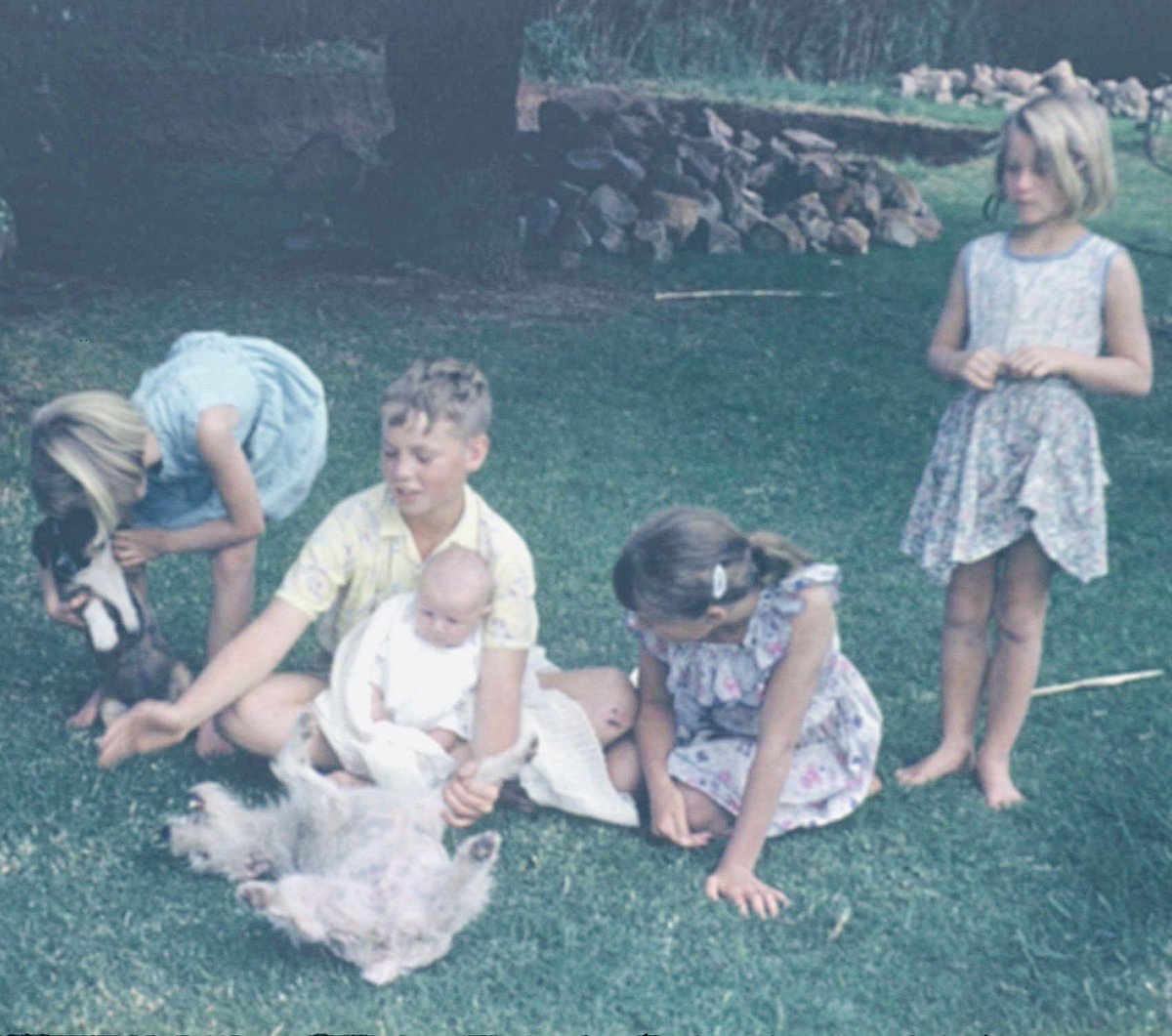 mayemusk's tweet photo. 1954 Oulik with my siblings #Pretoria 
1989 Cuddles with ⁦@ToscaMusk⁩ #Johannesburg 
2020 DelRey #LosAngeles 
Do I have a type?❤️🐶🐶🐶😂😂 https://t.co/tBZem9L3dj