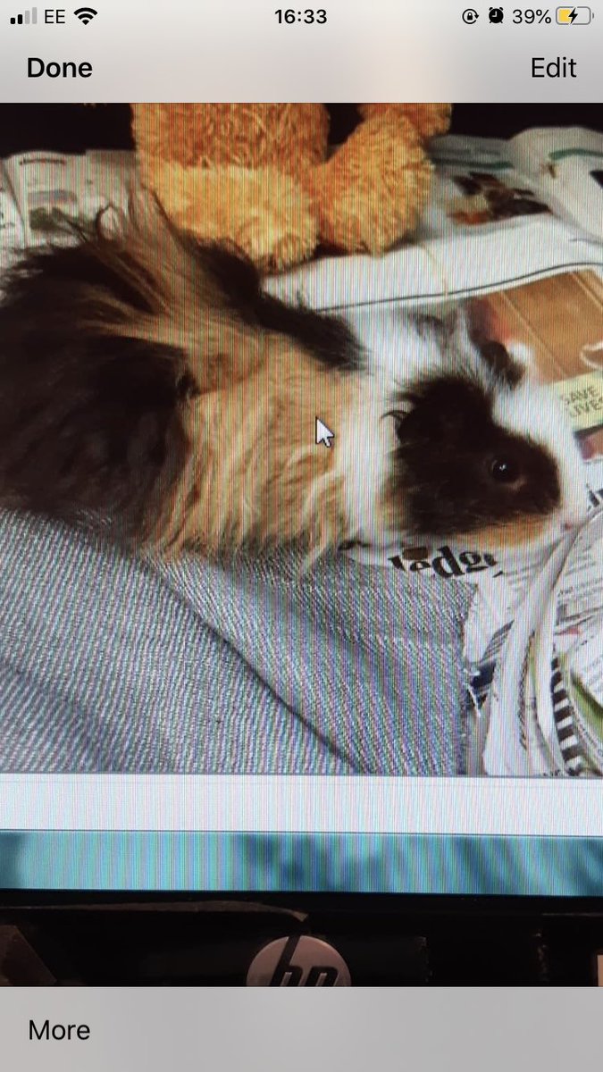 We are welcoming another lil floof pig into our home. His name is Stevie (the bookie fae still game) he’s only tiny. I got to see his vet report and all he needs is a good brush and plenty of love. @LAGuineaPigResc #sspca #rescueandrehome #Iloveguineapigs #bunnies #cats #birds
