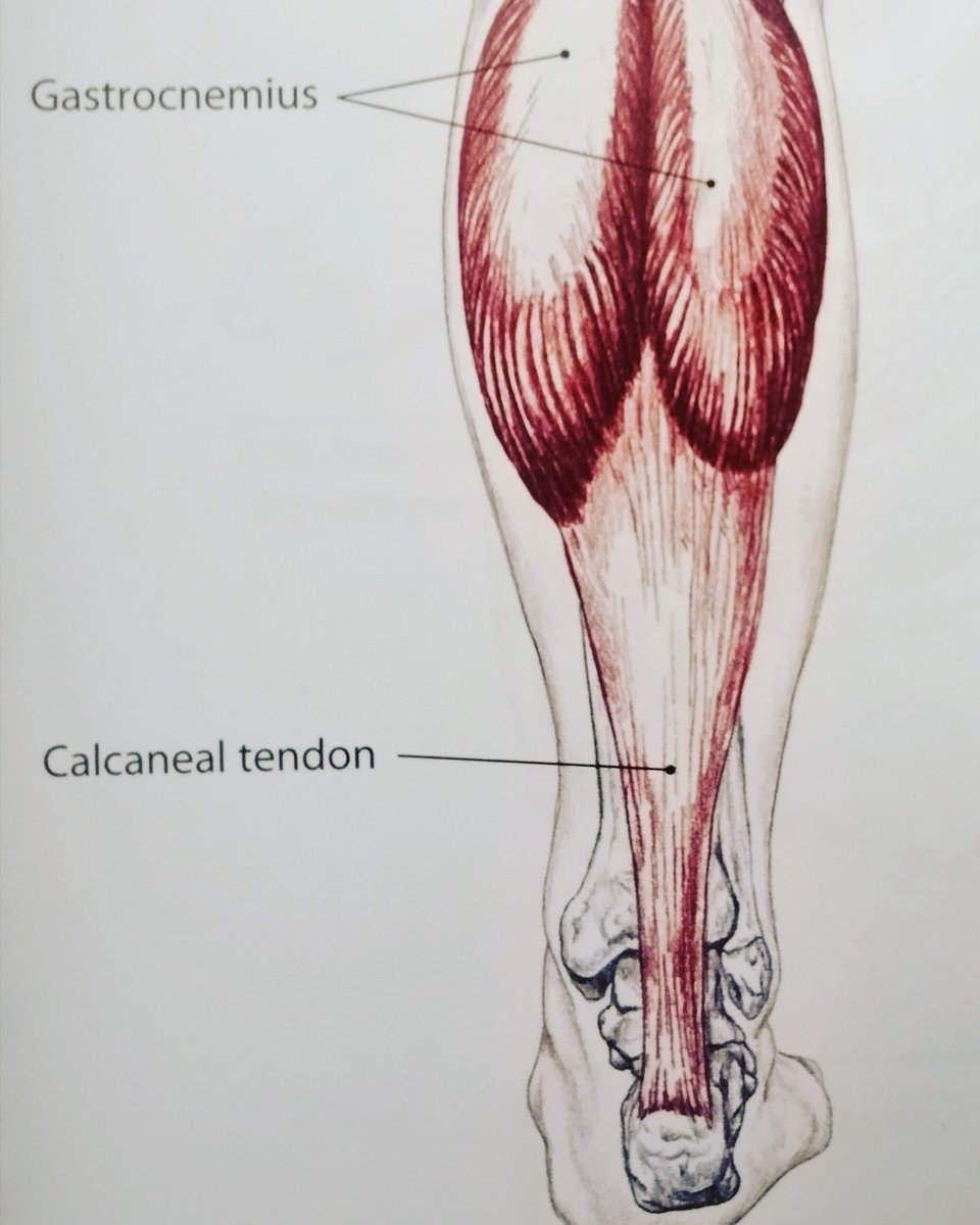 SportsMassage74's tweet photo. Where's the pain?

If you are a runner. You might be feeling pain here. But is the problem actually here or somewhere else?

https://t.co/x8jYx18T62

#runnersofinstagram #runner #runninginjury #sportsmassage #deeptissue #deeptissuemassage #calfpain #hamstringpain https://t.co/UV0W6i6qmb
