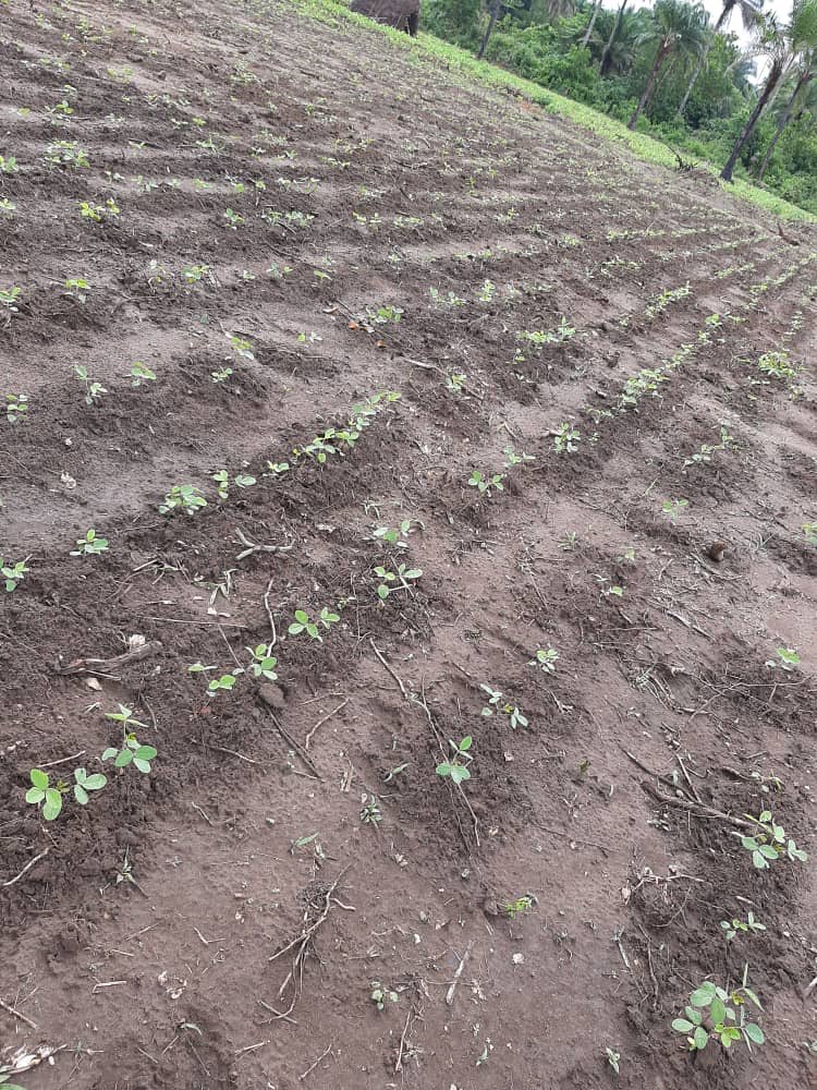 octopus8farms's tweet photo. Our #Project_Lead & #Feed_consultant spend the Saturday at the farm to inspect the crops. #beans, #sorghum & #groundnut are coming out very nicely.
#Moringa, #cashew, #carrot & #cabbage seedlings just germinated. @gospelmatondi @KatNgolo @oxfamgb @AmbroseJames12 https://t.co/PVkDOGUjMD