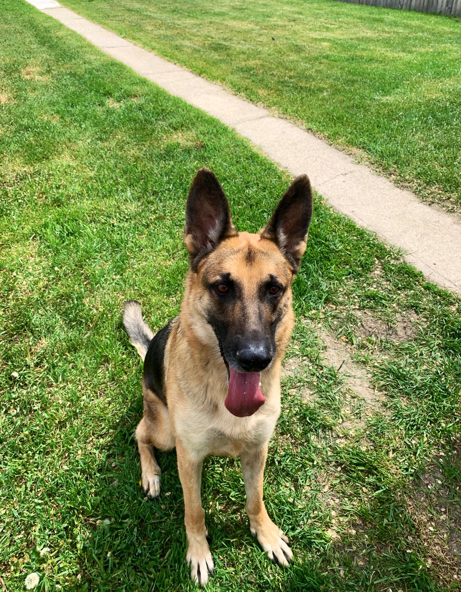 candace_toma's tweet photo. โTHROW THE FRISBEE, MOMโ #GoodBoyAlert ๐พโ๏ธ https://t.co/FW7eWEw2WB
